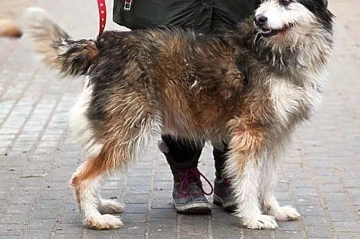 KOLOMBO oryginalny, piękny, kontaktowy pies szuka 