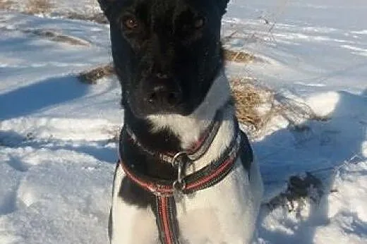 Fliper roczny energiczny piesek potrzebuje dobrego