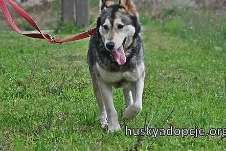 CHUCK- mądry i wesoły pies w typie rasy Alaskan Ma