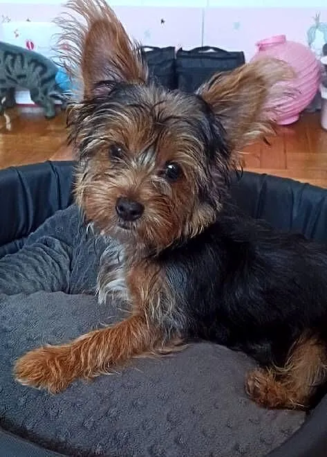Suczka York Terrier Merle urodzona w maju 2024, Małopolskie, Kraków