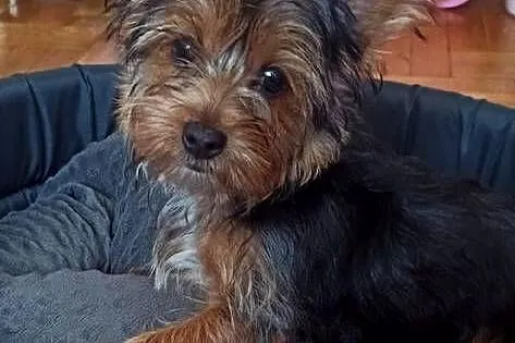 Suczka York Terrier Merle urodzona w maju 2024, Małopolskie, Kraków