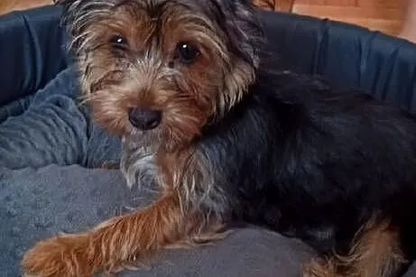 Suczka York Terrier Merle urodzona w maju 2024, Małopolskie, Kraków