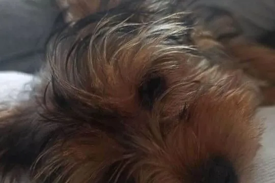 Suczka York Terrier Merle urodzona w maju 2024, Małopolskie, Kraków