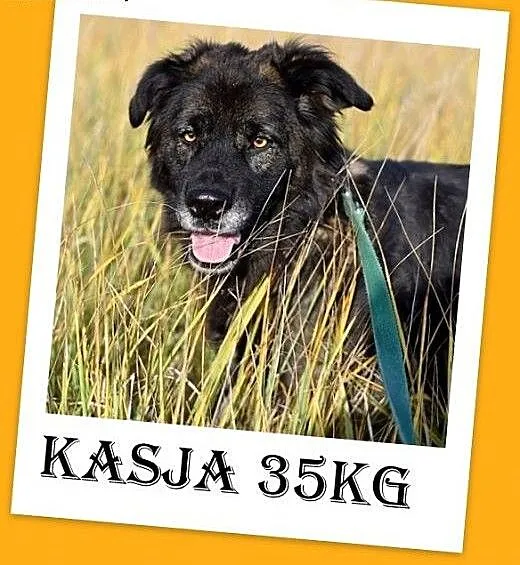 35kg, 4 lata,spokojna,przyjazna suka KASJA owczare