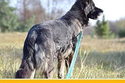 35kg, 4 lata,spokojna,przyjazna suka KASJA owczare