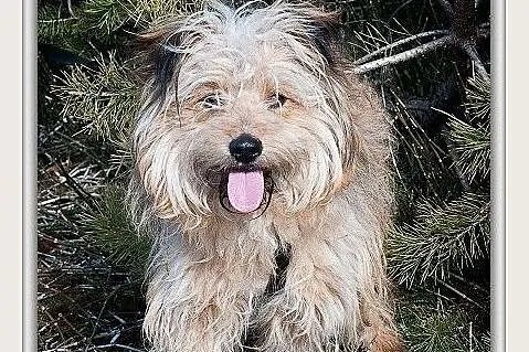 11 miesięczny psiaczek,rezolutny,przytulaśny,szczepiony,mały PONI.Adopcja.