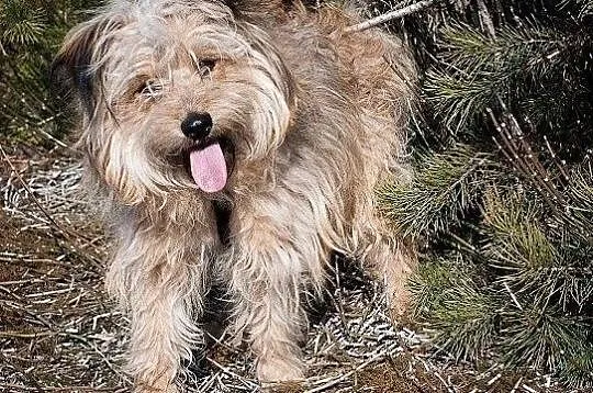 11 miesięczny psiaczek,rezolutny,przytulaśny,szczepiony,mały PONI.Adopcja., Małopolskie, Kraków