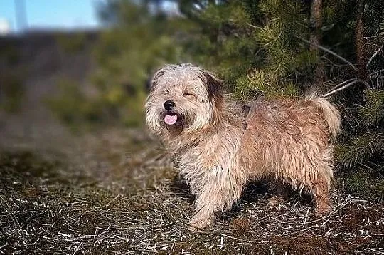 11 miesięczny psiaczek,rezolutny,przytulaśny,szczepiony,mały PONI.Adopcja., Małopolskie, Kraków