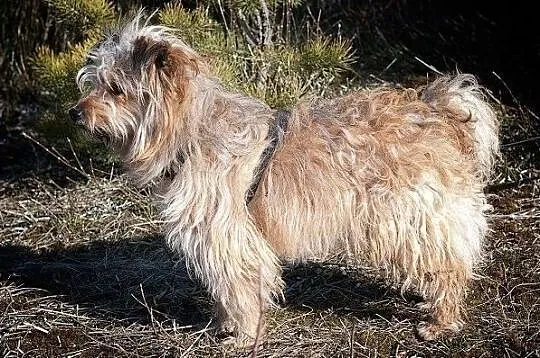 11 miesięczny psiaczek,rezolutny,przytulaśny,szczepiony,mały PONI.Adopcja., Małopolskie, Kraków