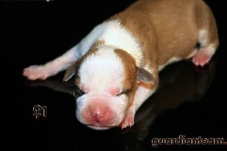 AMSTAFF - American Staffordshire Terrier -wybitne 