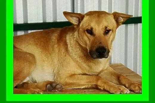 Nieśmiały, łagodny, wierny, 20 kg, skrzywdzony, do domu z podwórkiem,  małopolskie Kraków