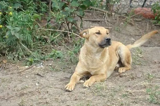 Nieśmiały, łagodny, wierny, 20 kg, skrzywdzony, do