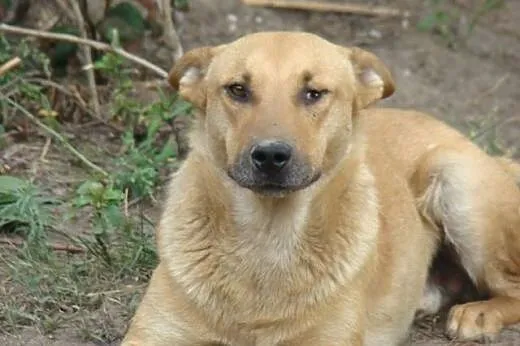 Nieśmiały, łagodny, wierny, 20 kg, skrzywdzony, do