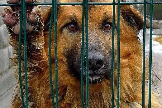 Grześ to piękny i uroczy puchatek... Przygarniesz 