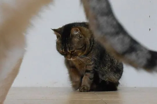 Mirelka - słodka kocia kuleczka szuka domu, Olsztyn
