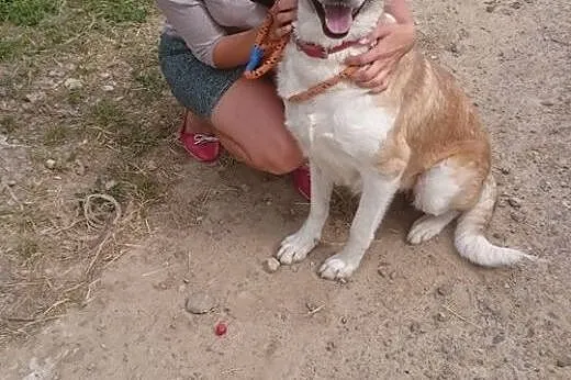 Duża, wesoła i mądra Daszka w typie CAO szuka domu