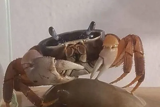 Krab tęczowy (Cardisoma armatum)