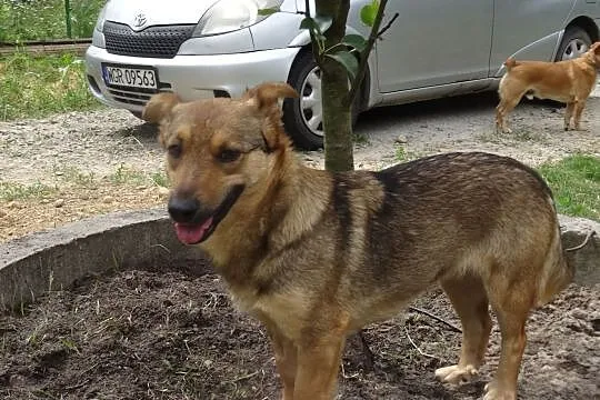 Marzy mi się dobry odpowiedzialny domek, Małopolskie, Kraków