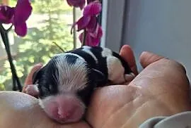 Rezerwacja Morkie