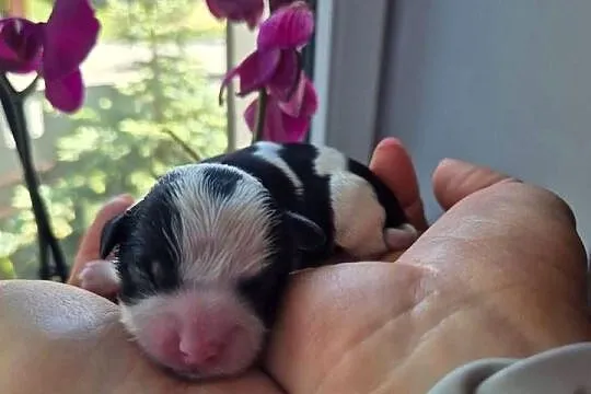Rezerwacja Morkie, Wielkopolskie, Konin