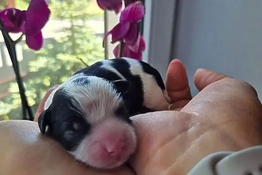 Rezerwacja Morkie, Wielkopolskie, Konin