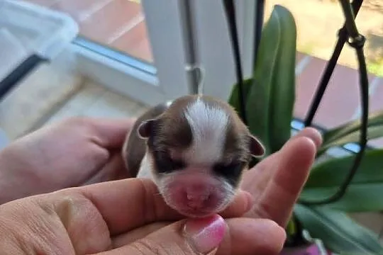 Rezerwacja Morkie, Wielkopolskie, Konin