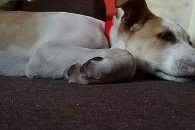 RICO psie dziecko mix ttb do adopcji ,  wielkopolskie Poznań