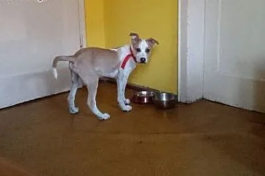 RICO psie dziecko mix ttb do adopcji ,  wielkopols