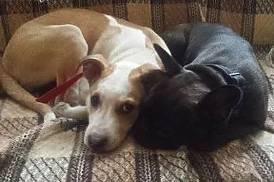 RICO psie dziecko mix ttb do adopcji ,  wielkopols