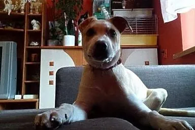 RICO psie dziecko mix ttb do adopcji ,  wielkopols