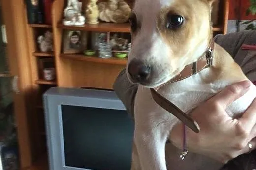 RICO psie dziecko mix ttb do adopcji ,  wielkopols