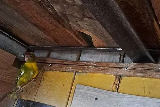 Witam sprzedam papugi kozy