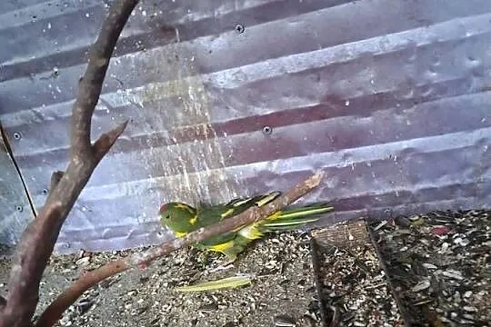 Witam sprzedam papugi kozy, Małopolskie, Wawrzeńczyce