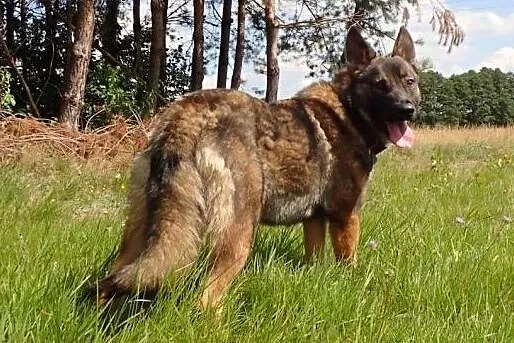 Spike - niespełna roczny pies szuka miejsca na zie