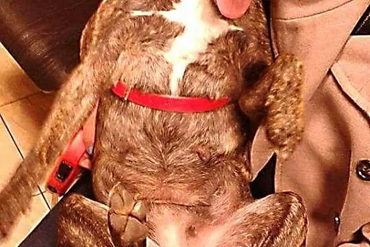 Oaza łagodności, przyjazna i kochana Lara do adopcji!