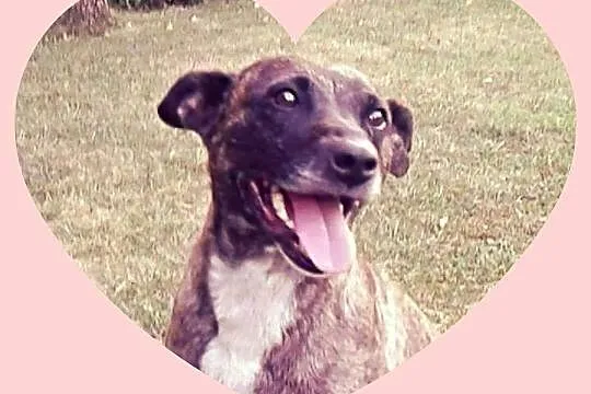 Oaza łagodności, przyjazna i kochana Lara do adopc