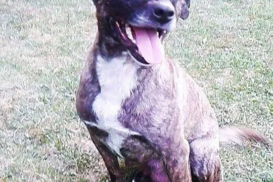 Oaza łagodności, przyjazna i kochana Lara do adopc