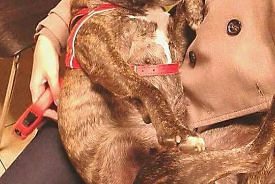 Oaza łagodności, przyjazna i kochana Lara do adopc