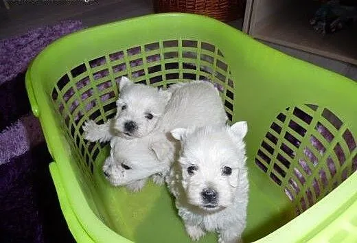 West highland white terrier szczenieta, mazowieck