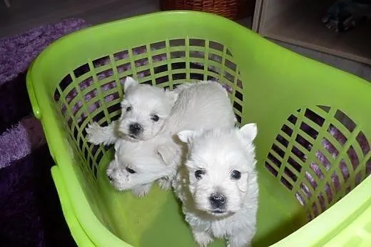 West highland white terrier szczenieta, mazowieckie Radom