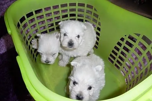 West highland white terrier szczenieta,  mazowieck