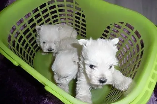 West highland white terrier szczenieta,  mazowieck