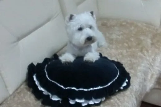 West highland white terrier szczenieta,  mazowieck