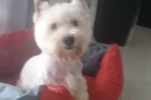 West highland white terrier szczenieta,  mazowieck