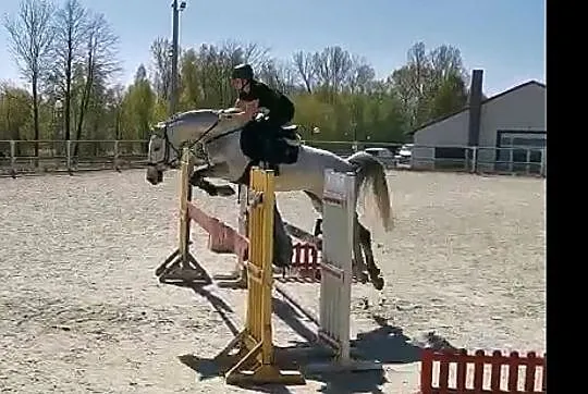 Klacz źrebna Calvano