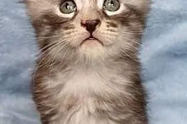 Maine Coon kotka rodowód FPL