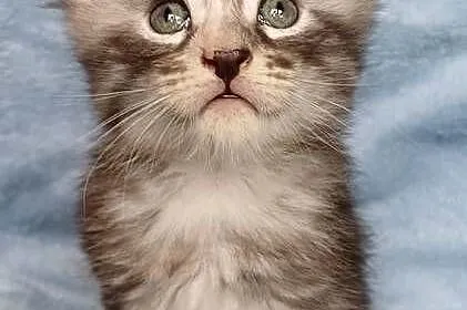Maine Coon kotka rodowód FPL, Małopolskie, Olkusz