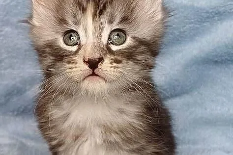 Maine Coon kotka rodowód FPL, Małopolskie, Olkusz