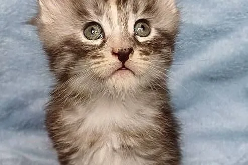 Maine Coon kotka rodowód FPL, Małopolskie, Olkusz
