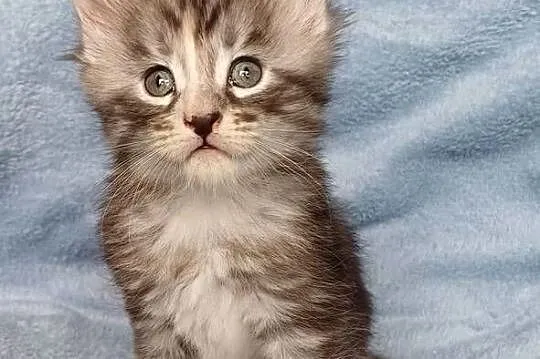 Maine Coon kotka rodowód FPL, Małopolskie, Olkusz